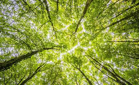 TreeTalker gli alberi raccontano il climate change 